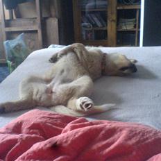 Golden retriever beddy