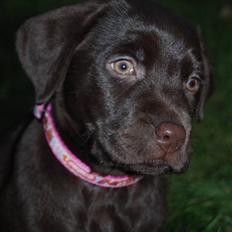 Labrador retriever Molly <33