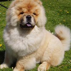 Chow chow Sikka / Rossy Spirit