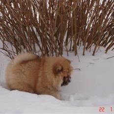 Chow chow Sikka / Rossy Spirit