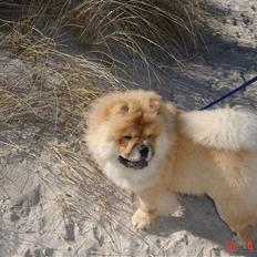 Chow chow Sikka / Rossy Spirit