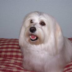 Bichon havanais Chico