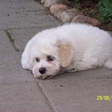 Bichon havanais Chico