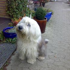 Old english sheepdog †Sigurd†