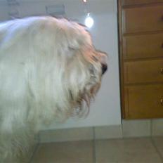 Old english sheepdog †Sigurd†