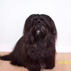 Bichon havanais Tasia