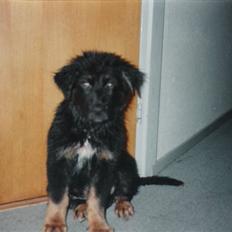Blanding af racer Bamse *RIP*
