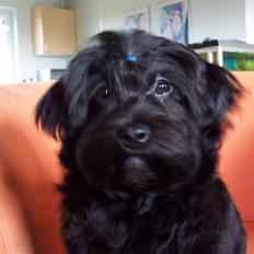 Bichon havanais Tasia
