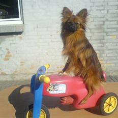 Blanding af racer Emma