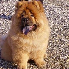 Chow chow Peifu's Aslan Chi Gau