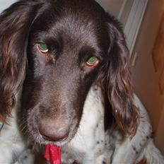 Kleiner münsterländer Arko