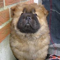 Chow chow Peifu's Aslan Chi Gau