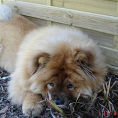 Chow chow Peifu's Aslan Chi Gau