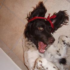 Kleiner münsterländer Arko