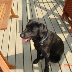 Labrador retriever Oscar