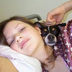 Dansk svensk gaardhund lukas