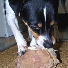 Dansk svensk gaardhund lukas