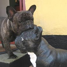 Fransk bulldog Wolfgang