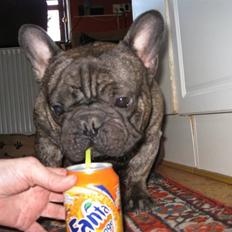 Fransk bulldog Wolfgang