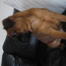 Griffon petit brabancon buster.