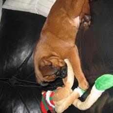 Griffon petit brabancon buster.