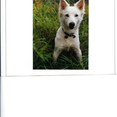 Samojedhund Chiki (død)