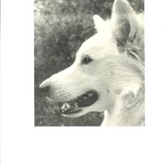 Samojedhund Chiki (død)