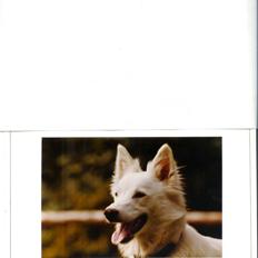 Samojedhund Chiki (død)