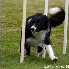 Border collie Sweet