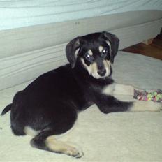 Blanding af racer Bella