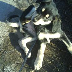 Blanding af racer Bella