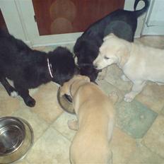 Blanding af racer Bella