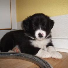 Border collie Sweet