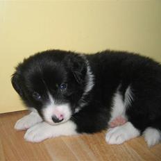 Border collie Sweet