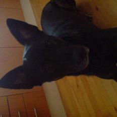 Blanding af racer cato