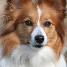 Blanding af racer Lady