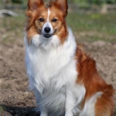 Blanding af racer Lady