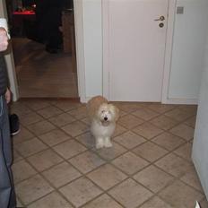 Coton de tulear loco