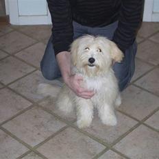 Coton de tulear loco