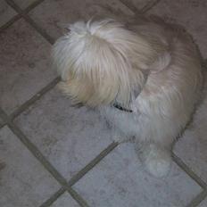 Coton de tulear loco