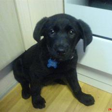 Labrador retriever Tristan