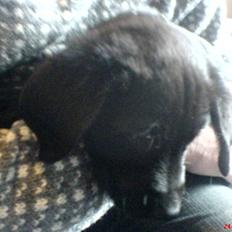 Labrador retriever Tristan