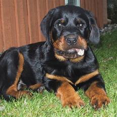 Rottweiler Louis