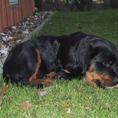 Rottweiler Louis