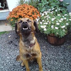 Blanding af racer Jack (græsk hund)