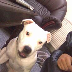 Staffordshire bull terrier Ruth