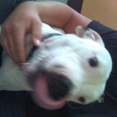 Staffordshire bull terrier Ruth