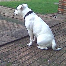 Staffordshire bull terrier Ruth