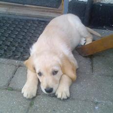 Golden retriever lapija's Frida 