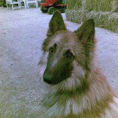 Belgisk hyrdehund Kenzo 2/1 2008 R.I.P 